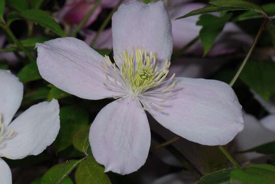 Image of Himalayan Clematis