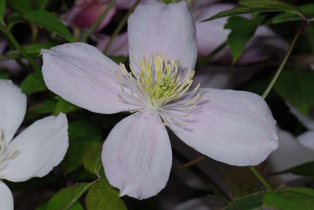 صورة Clematis montana Buch.-Ham. ex DC.