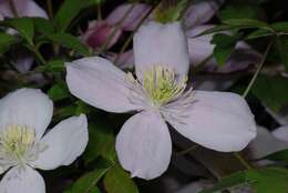 Image of Himalayan Clematis