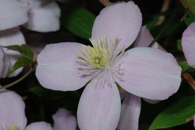 Image of Himalayan Clematis