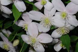 Image of Himalayan Clematis