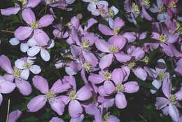 صورة Clematis montana Buch.-Ham. ex DC.