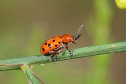 Image of Asparagus beetle