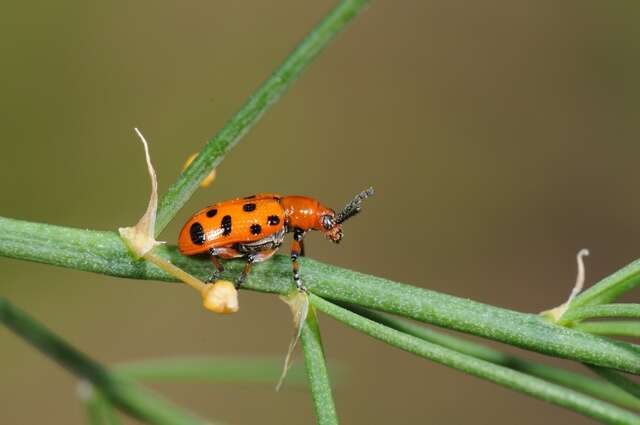 Image of Asparagus beetle