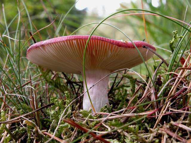 Image of Shrimp Mushroom