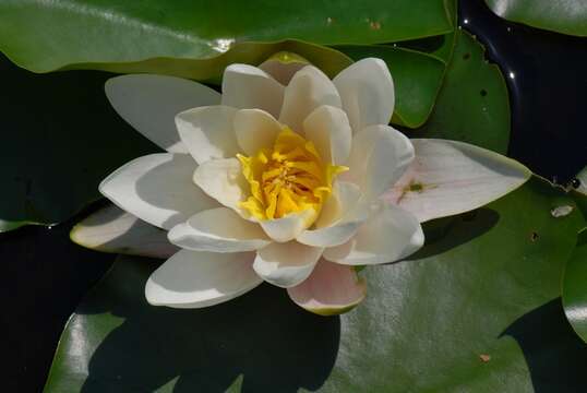 Image of waterlily