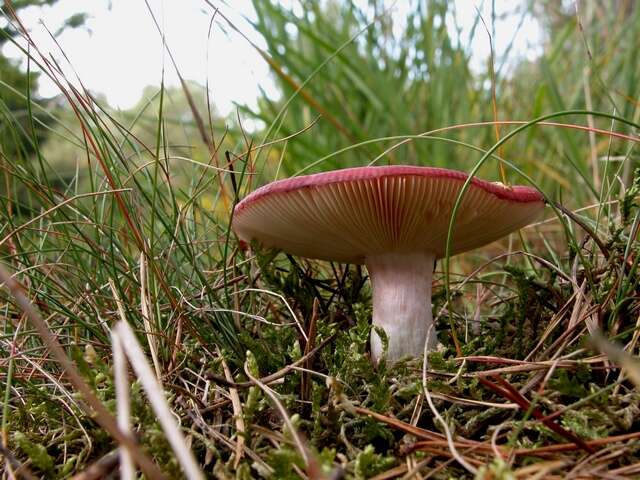 Image of Shrimp Mushroom