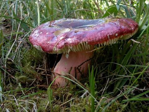 Image of Shrimp Mushroom