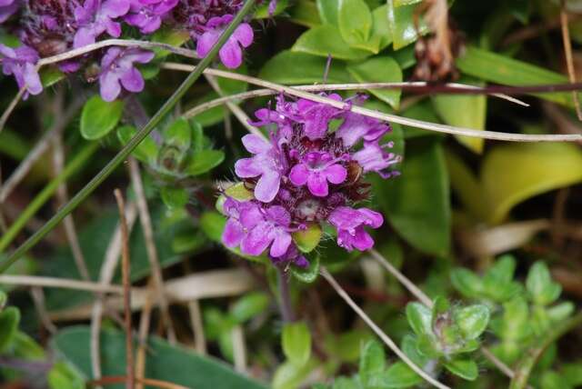 Image of thyme