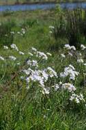 Image of cuckoo flower