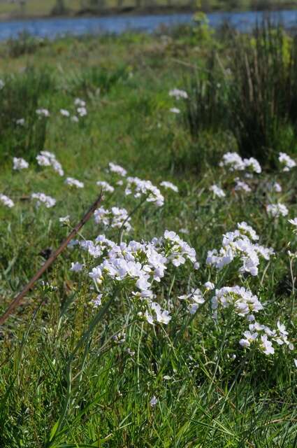 Image of cuckoo flower