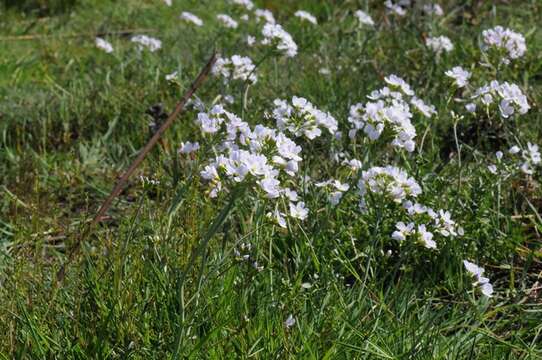 Image of cuckoo flower