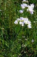 Image of cuckoo flower