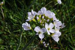 Image of cuckoo flower