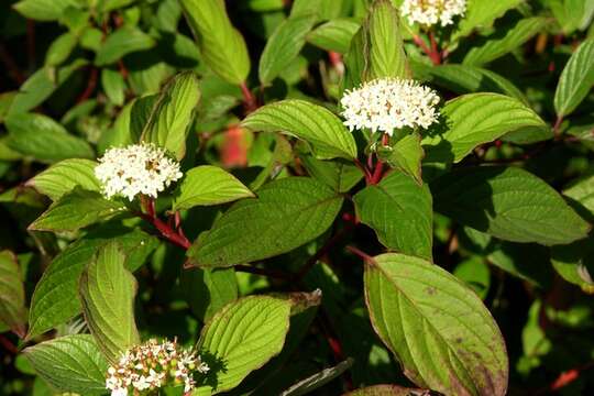 Image of Dogwoods