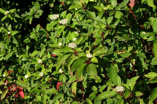 Image of Dogwoods