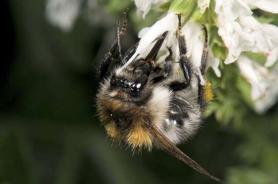 Image of honeybees, bumblebees, and relatives