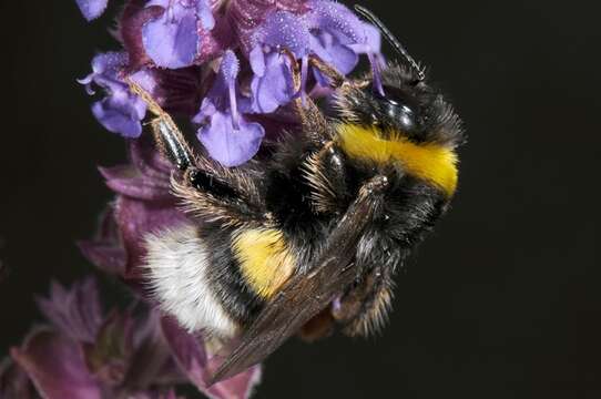 Image of honeybees, bumblebees, and relatives