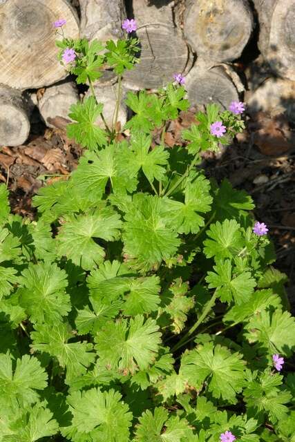 Image of hedgerow geranium