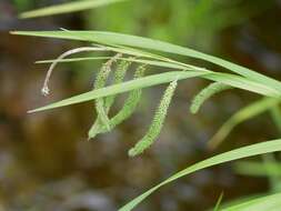 Image of Carex shimidzensis Franch.
