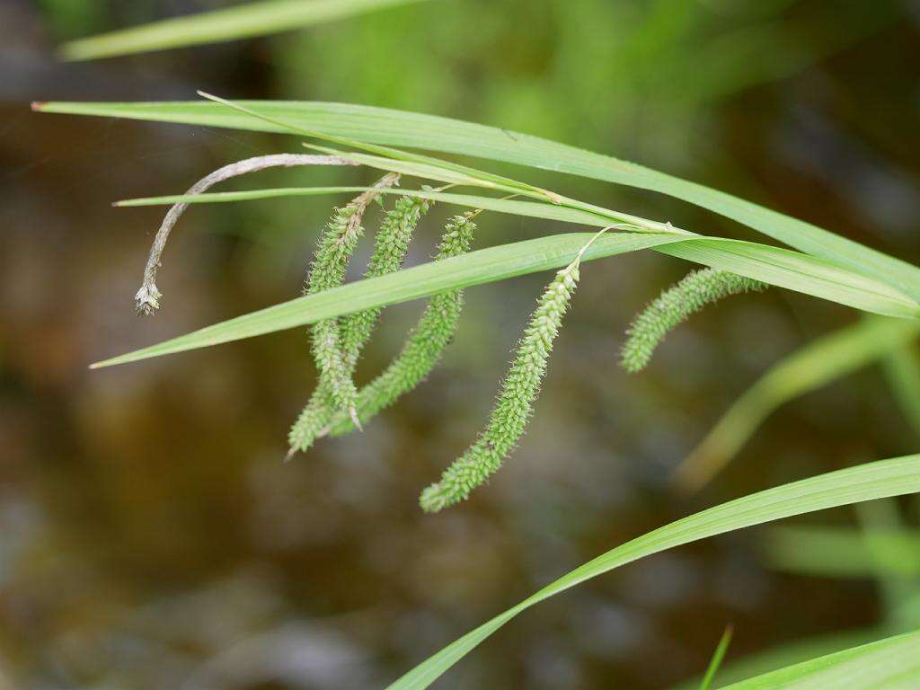Image of Carex shimidzensis Franch.