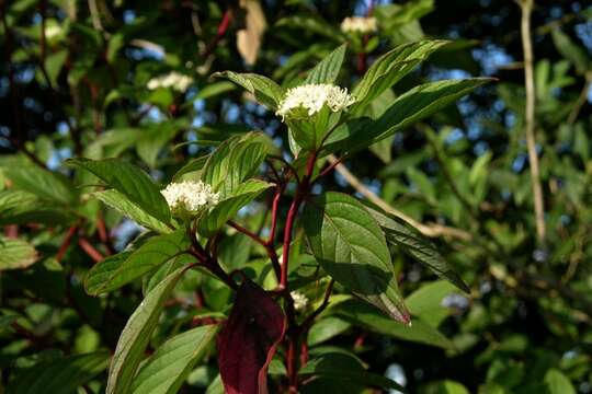 Image of Dogwoods