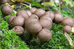 Image of Lycoperdon