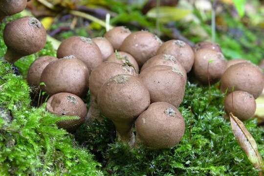 Image de Lycoperdon