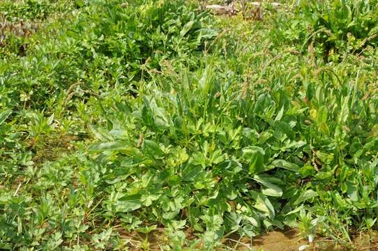 Imagem de <i>Rumex acetosa</i> var. <i>hydrophilus</i>