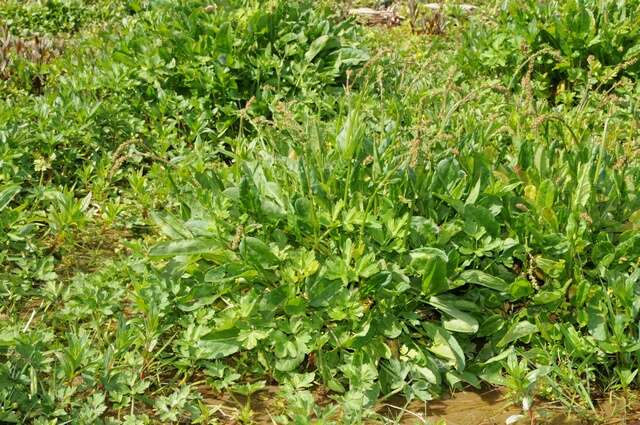 Image of <i>Rumex acetosa</i> var. <i>hydrophilus</i>