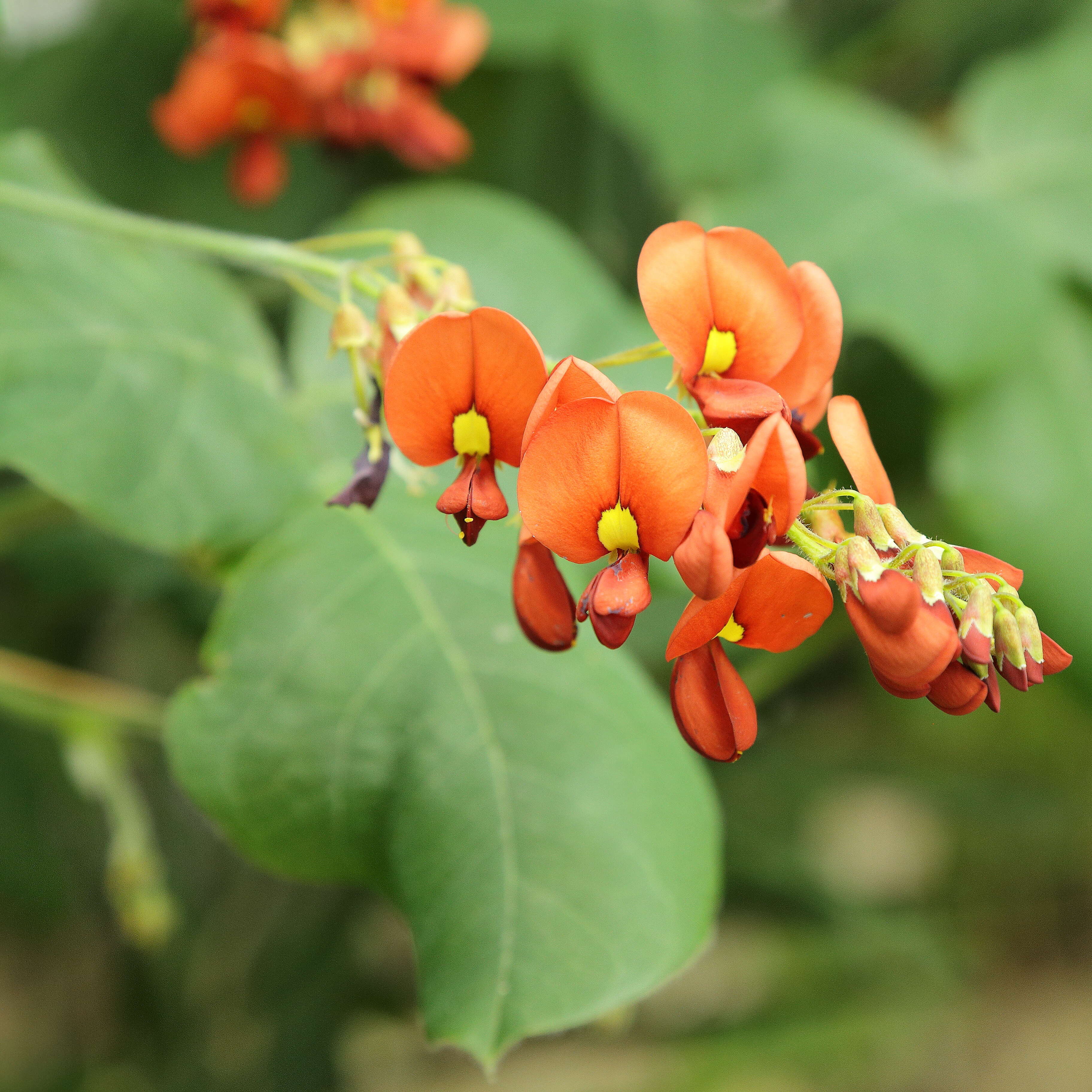 Image of Kennedia lateritia