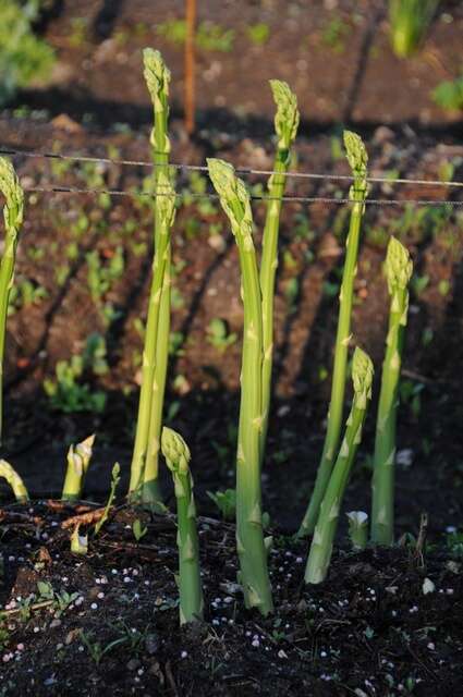 Image of asparagus