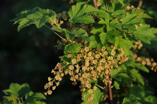 Imagem de Ribes