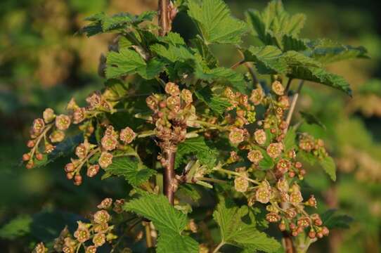 Image of currant