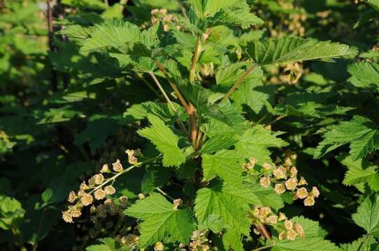 Image of currant