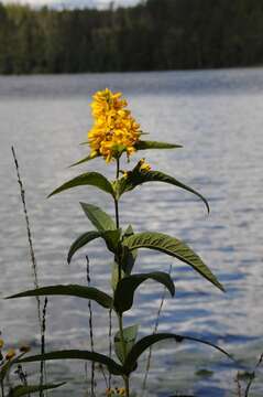 Image of yellow loosestrife