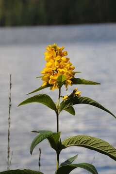 Image of yellow loosestrife