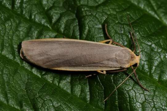 Image of common footman