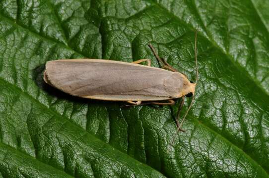 Image of common footman