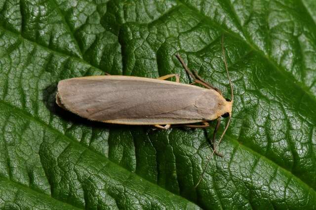 Image of common footman