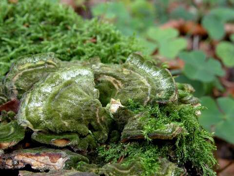 Image of Trametes