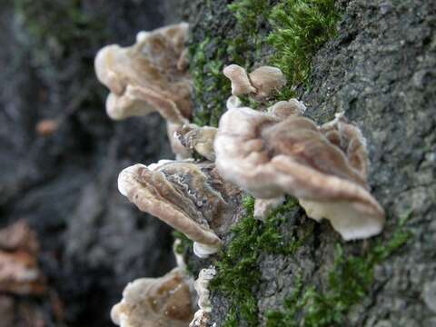 Image of Trametes