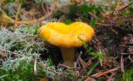 Image of Chanterelles