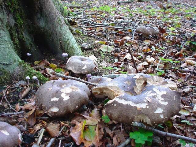 Image of Russula nigricans Fr. 1838