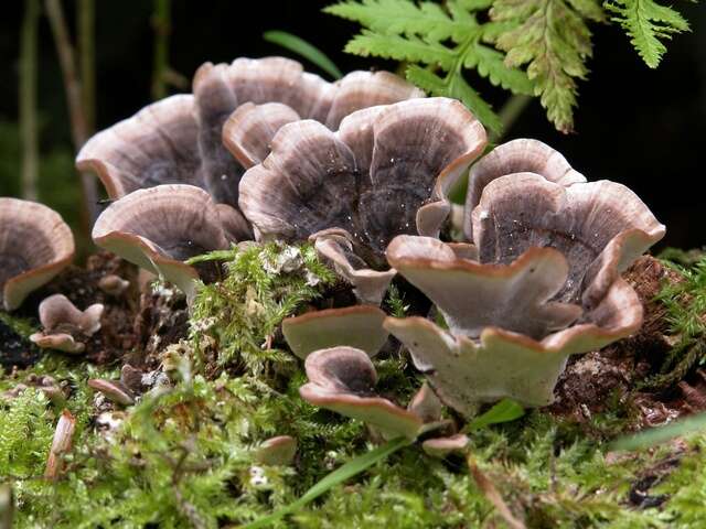 Image of Trametes