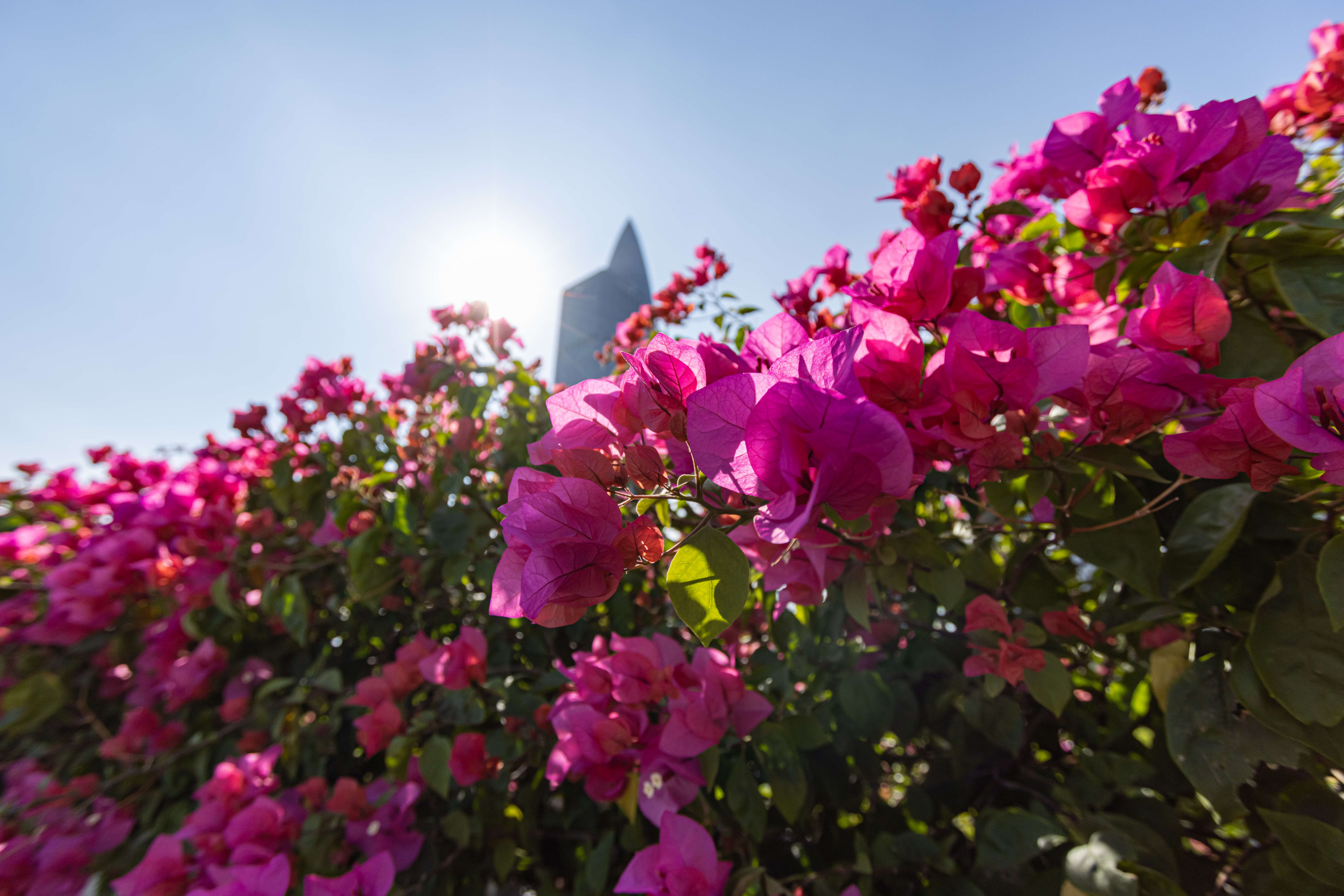 Слика од Bougainvillea