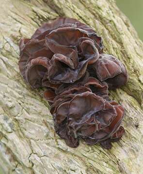 Image of Auricularia