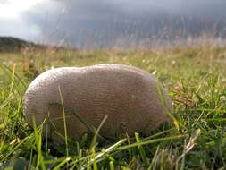 Image of Lycoperdon