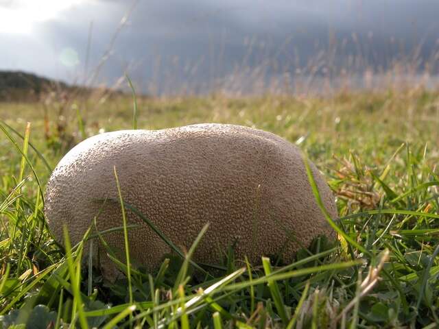 Image of Lycoperdon