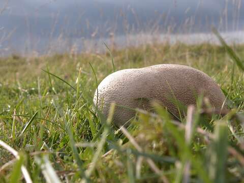 Image de Lycoperdon